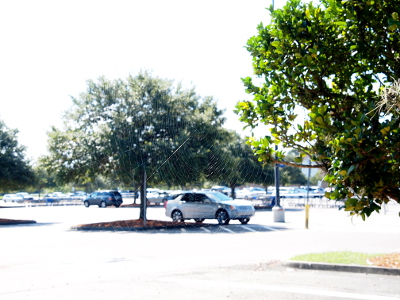 [In the prior image only a few leaves of the tree on the right were visible. Now more of the tree is visible and the car in the distance is smaller. The strands of the web are barely visible against the bright skylight background.]